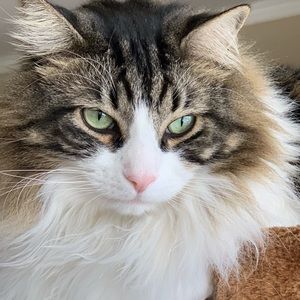 Meet your Posher, Alison